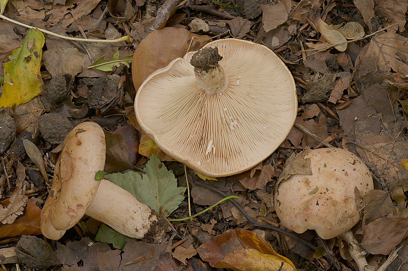 Lactarius pallidus